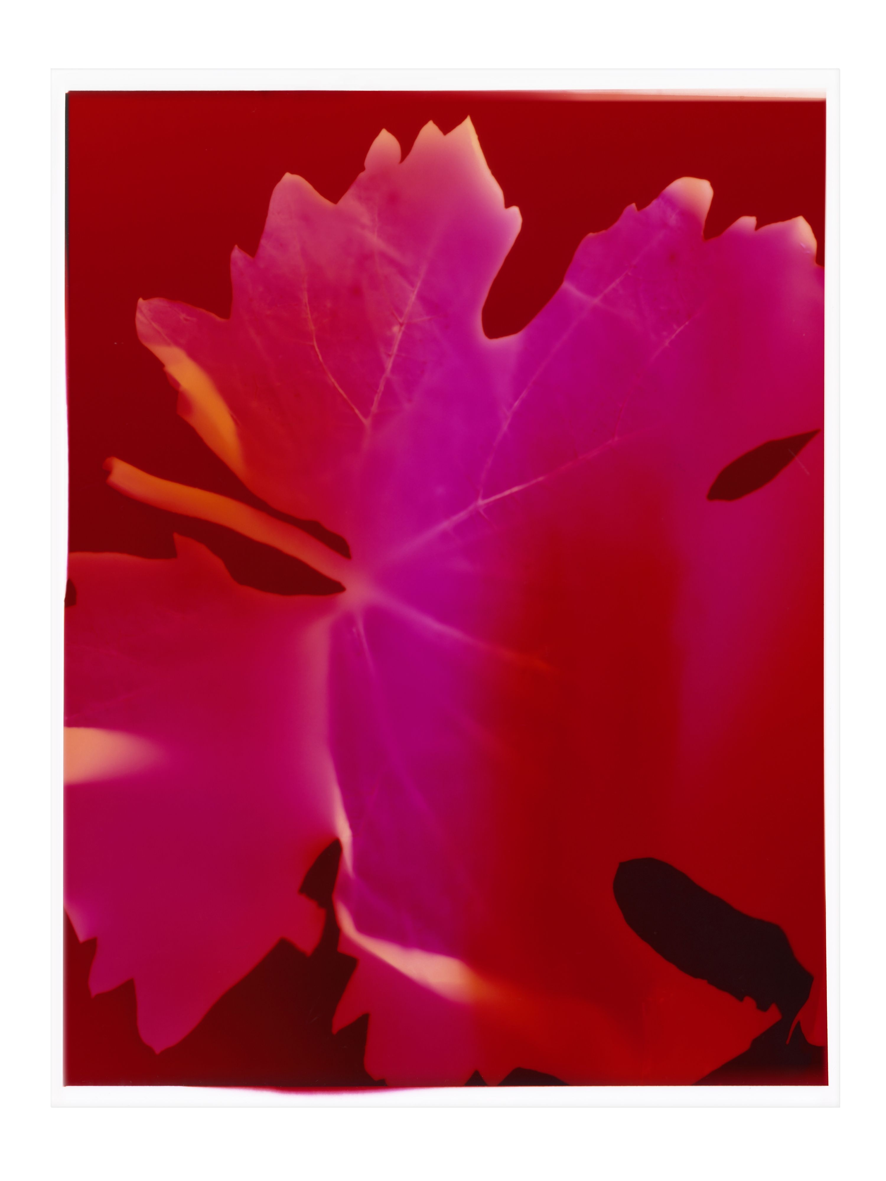 Dom Pérignon - Rosé Vintage 2010