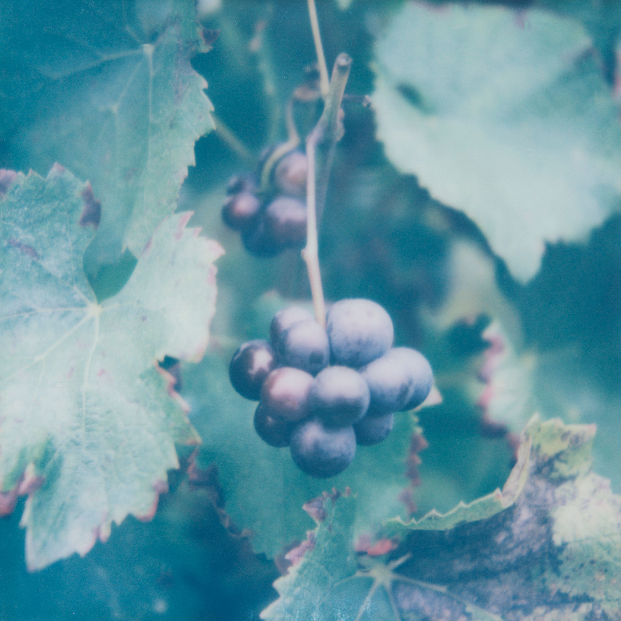 Dom Pérignon Vintage 2017 - Shaped by contrasts