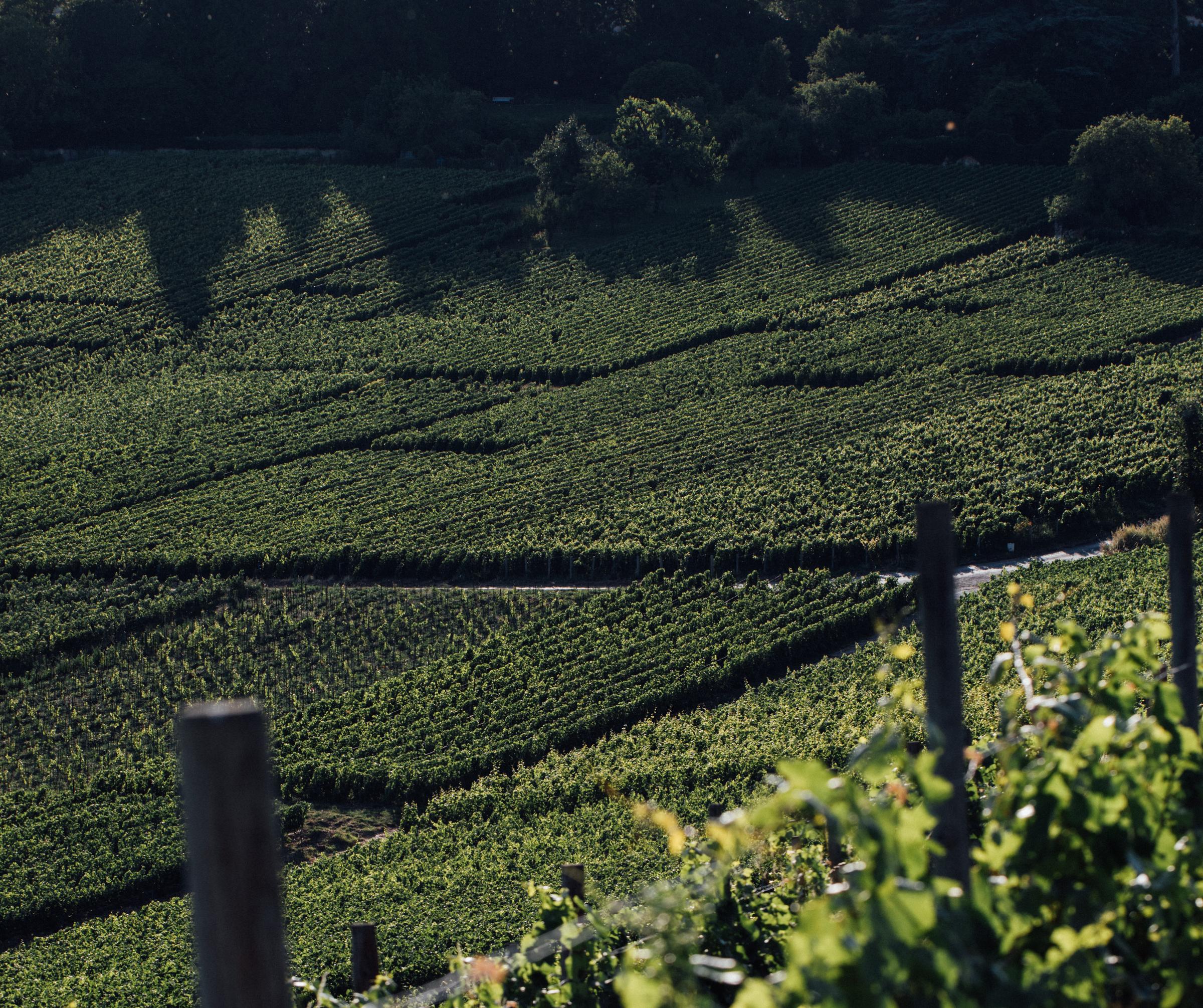 vineyard