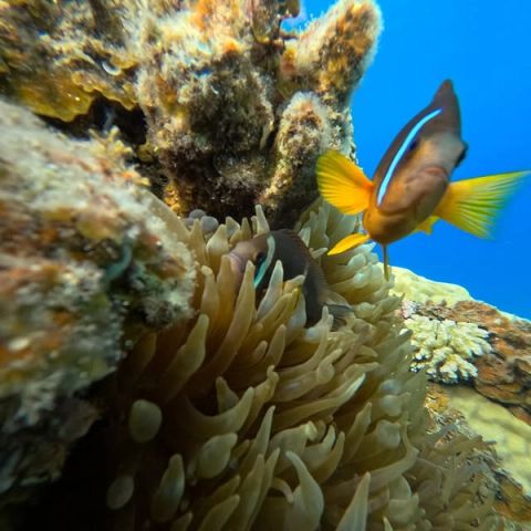 Twee anemoonvissen met gele vinnen rond een zeeanemoon bij het koraal in Dahab