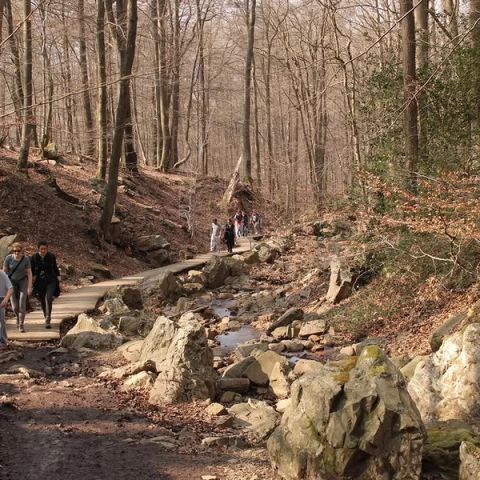 Wandelaars op een houten vlonderpad langs een rotsachtige beek in het bos van de Eifel