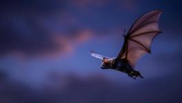 bat-harmonic-patroon-regels