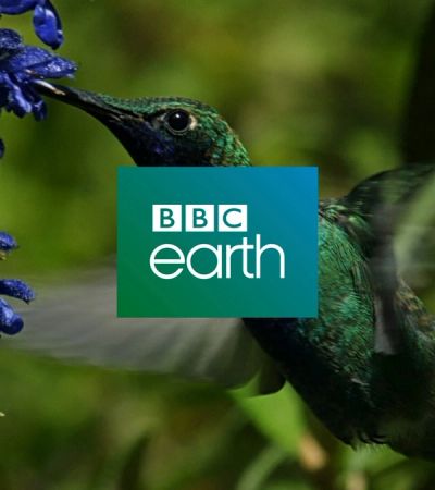 BBC Earth hummingbird