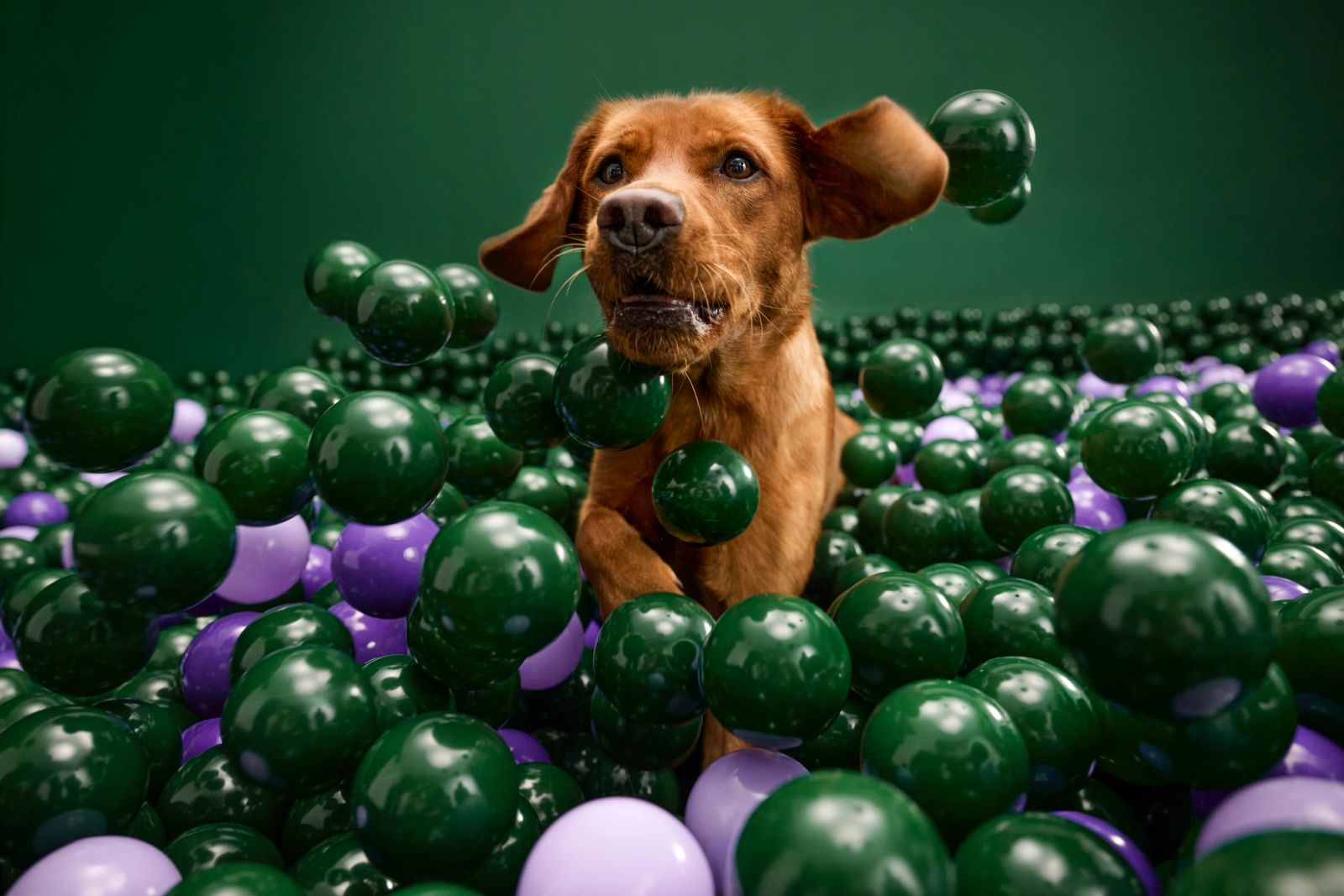 Labrador springt zwischen fliegenden grünen und violetten Bällen