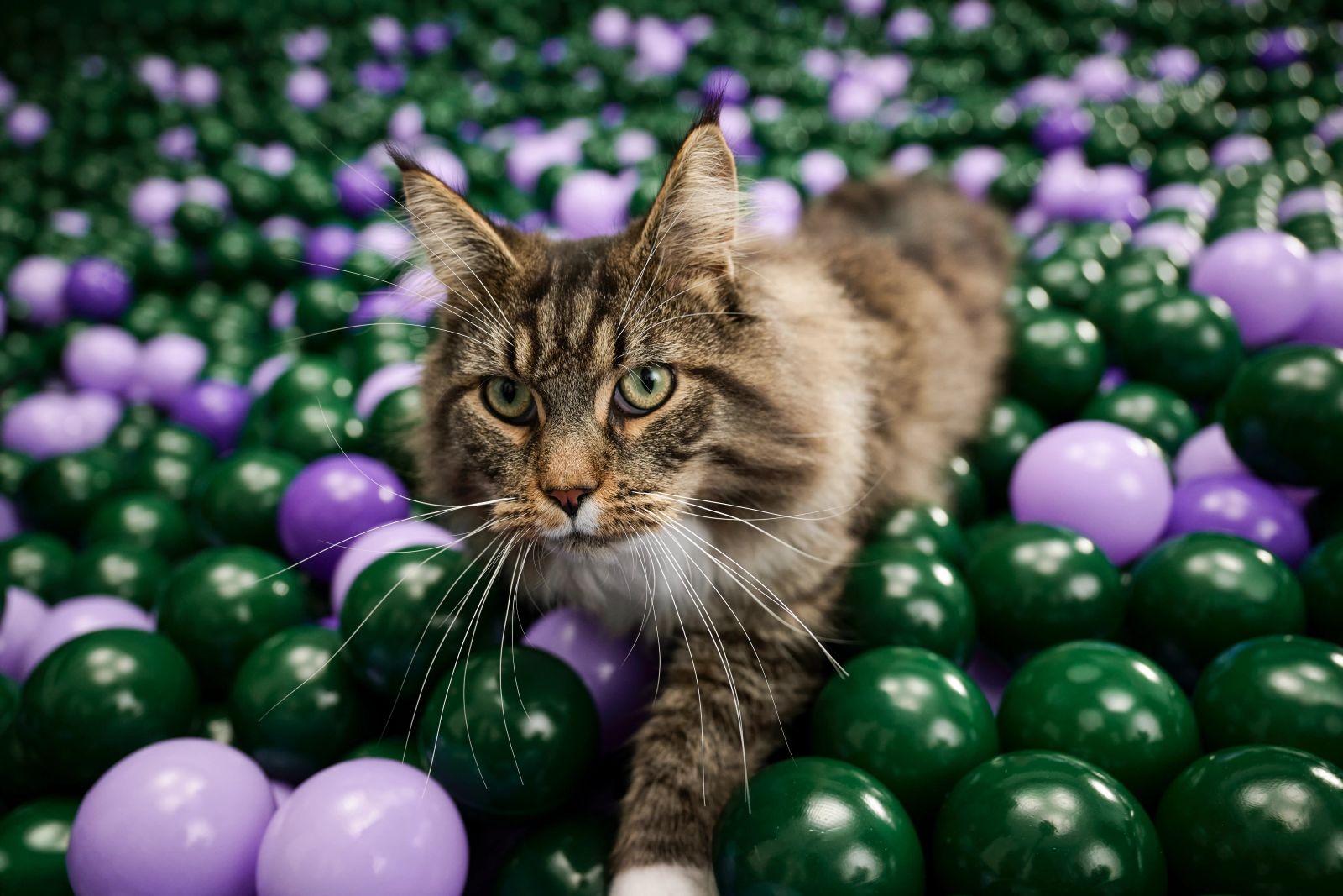 Langhaarkatze wandert durch grün-violettes Bällebad, verspielte Szene