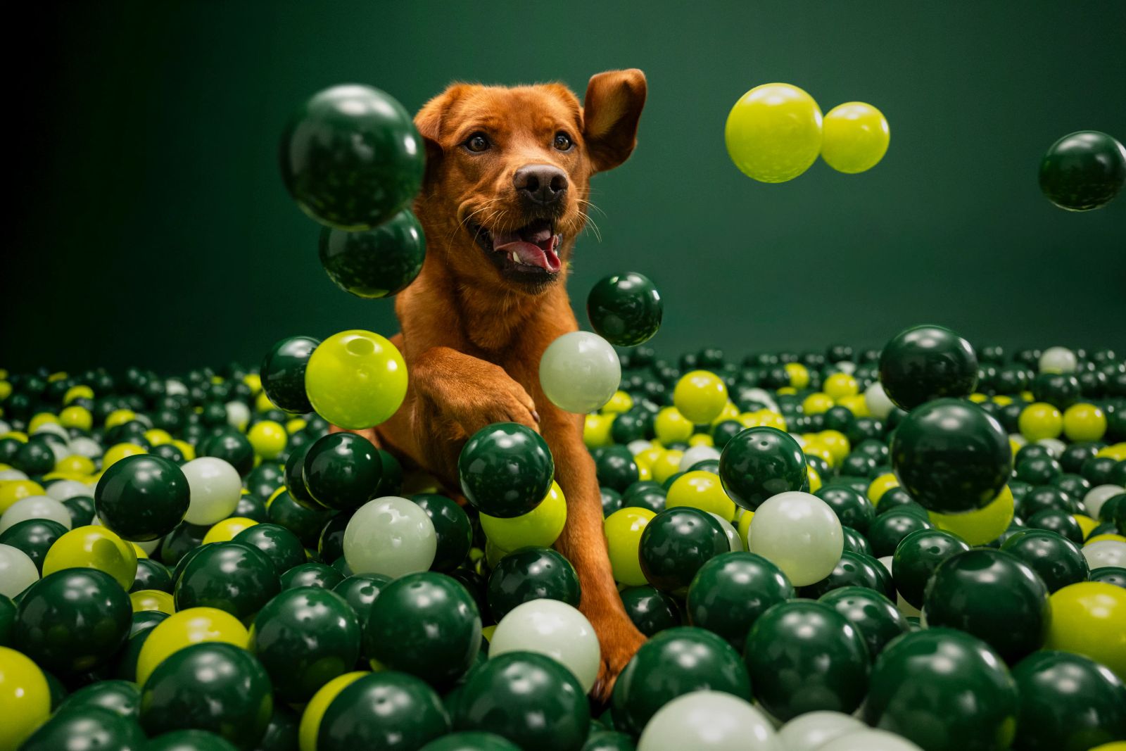 Brauner Hund springt durch eine Wolke aus grünen und gelben Bällen