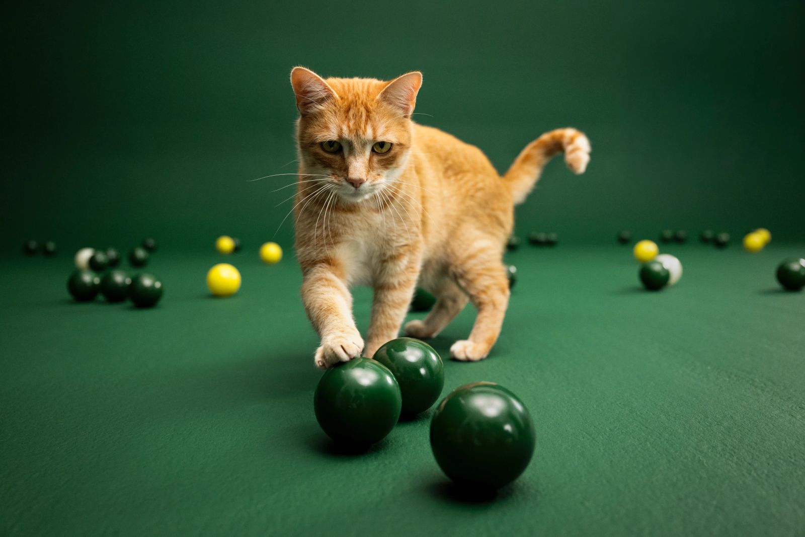 Rote Katze steht auf grünen Bällen im Studio