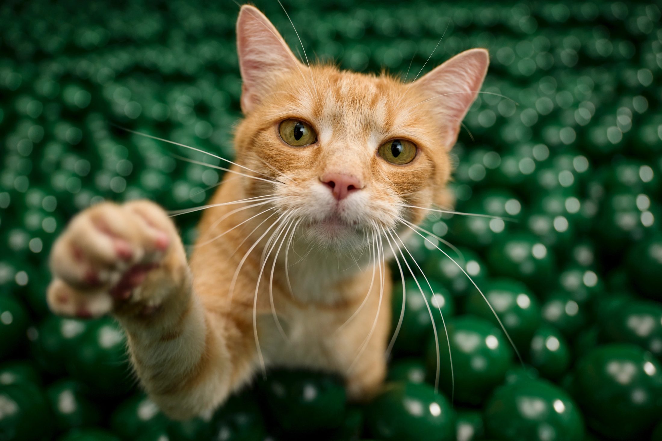 Rote Katze greift in einem grünen Bällebad nach der Kamera