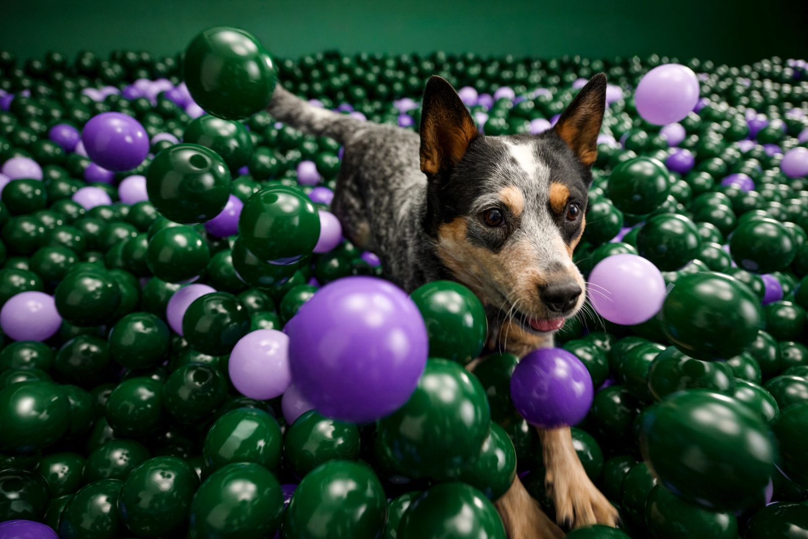 Cattle Dog spielt in buntem Studio-Bällebad