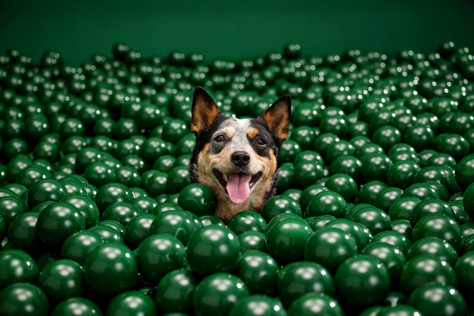 Cattle Dog lugt aus einem Meer grüner Bälle hervor
