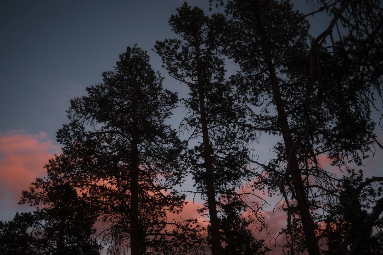 Silhouetten dichter Nadelbäume vor einem abendlichen Himmel mit rosafarbenen Wolken.
