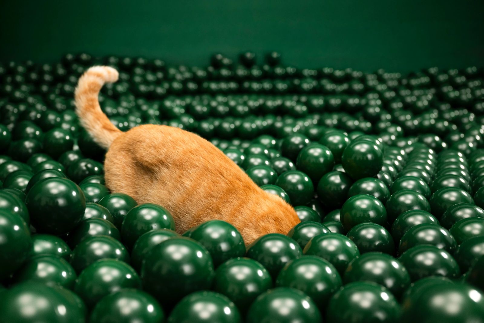 Katze taucht kopfüber in grüne Bälle, verspielte Studioaufnahme
