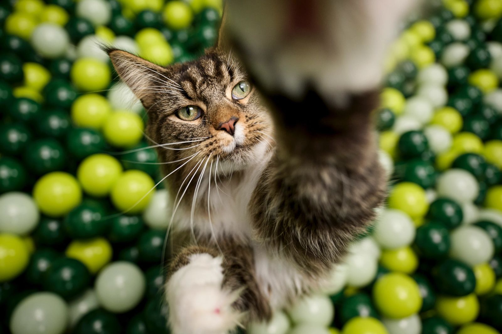 Langhaarkatze pfötelt in einem grün-gelben Bällebad nach der Kamera