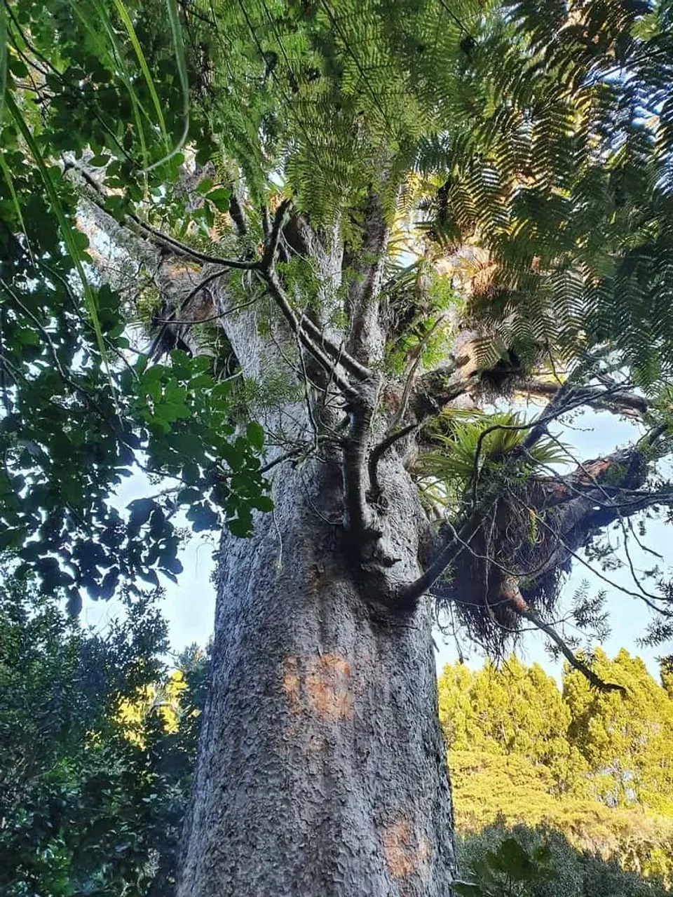 Iconic Giant 1200 Year Old Kauri Has Dieback photo