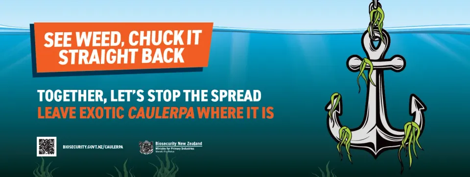Caulerpa Controlled Area Notice Extended Until End Of Month photo