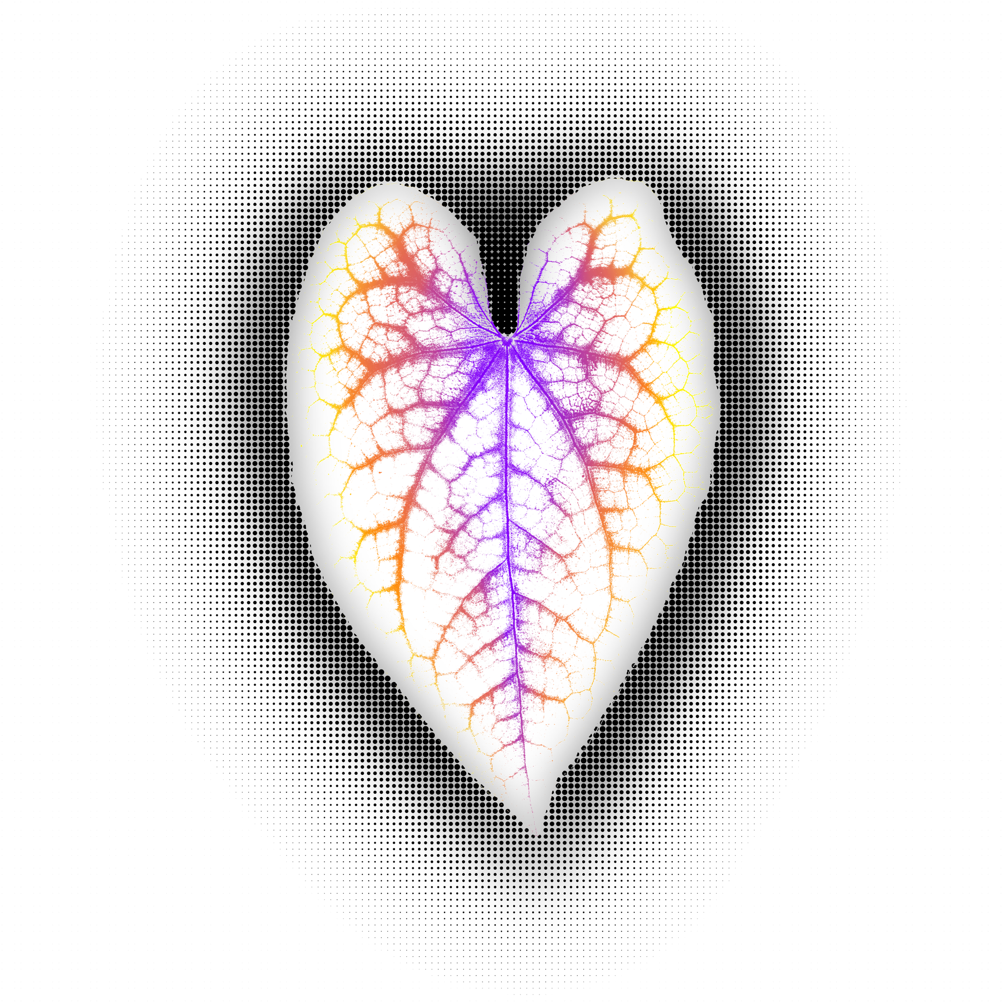 Heart-shaped leaf with delicate colorful veins on a light background