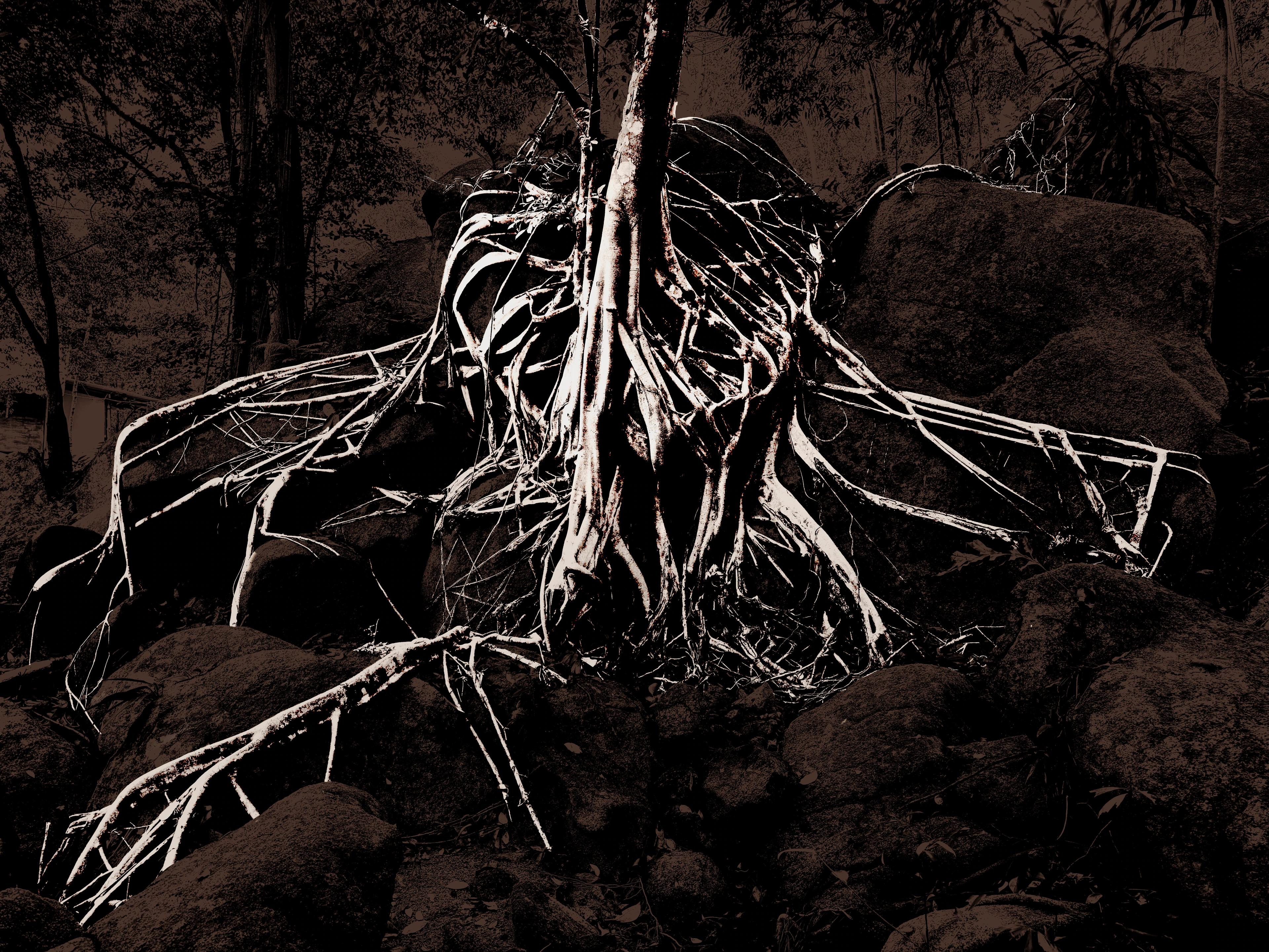 Tree roots growing over a heart-shaped rock, lit from above