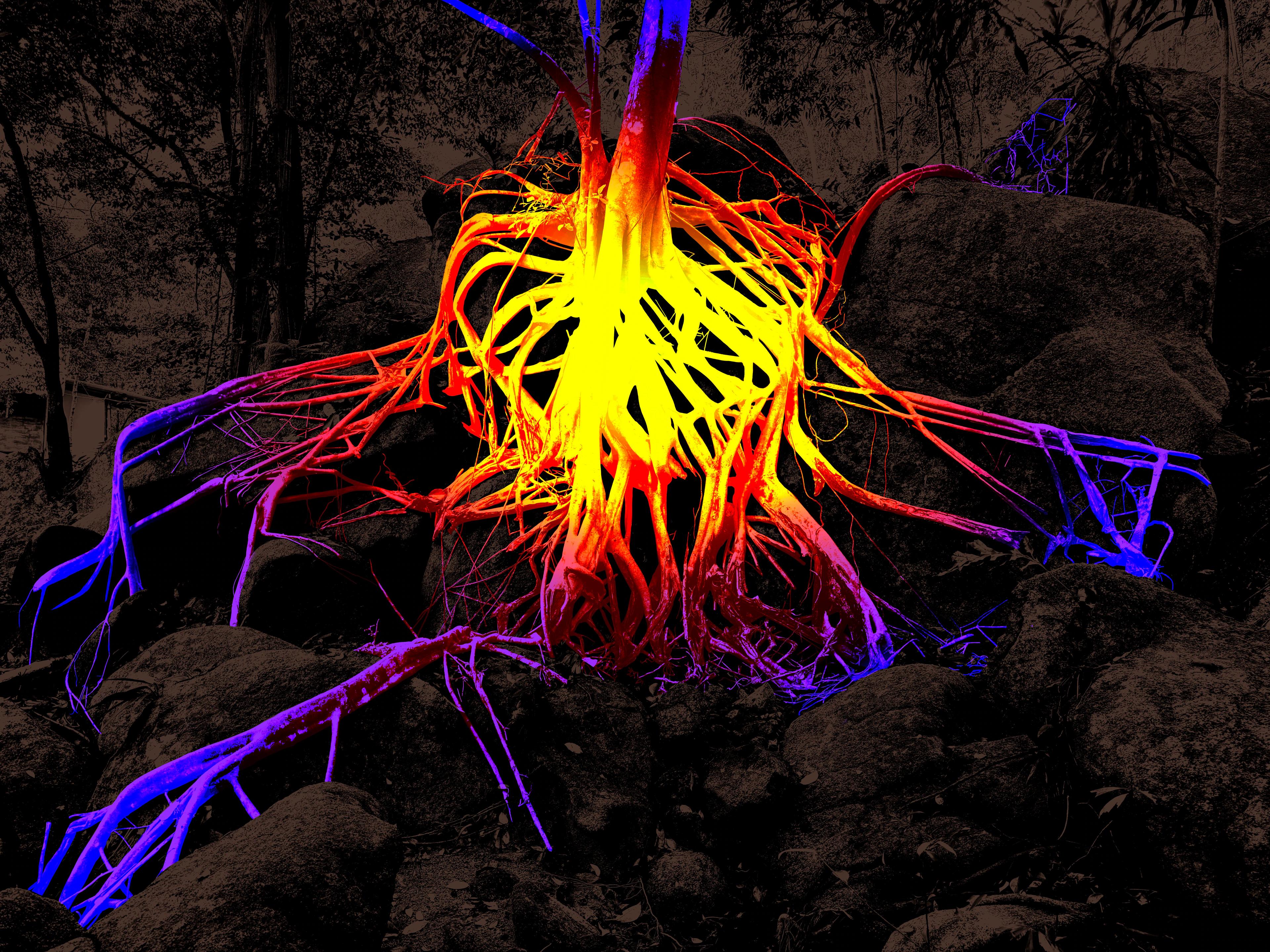 Glowing tree roots illuminated in yellow, orange, blue and purple neon light on dark rocks