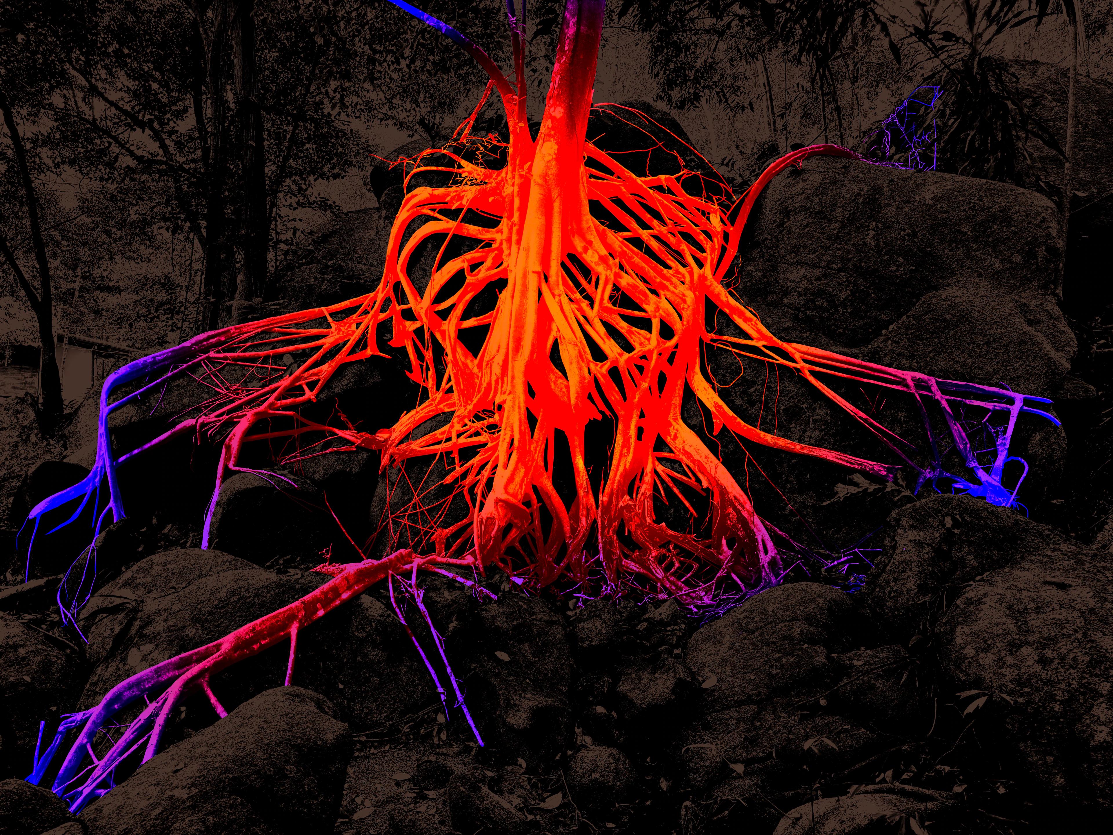 Glowing tree roots illuminated in red, orange and blue neon light on dark rocks