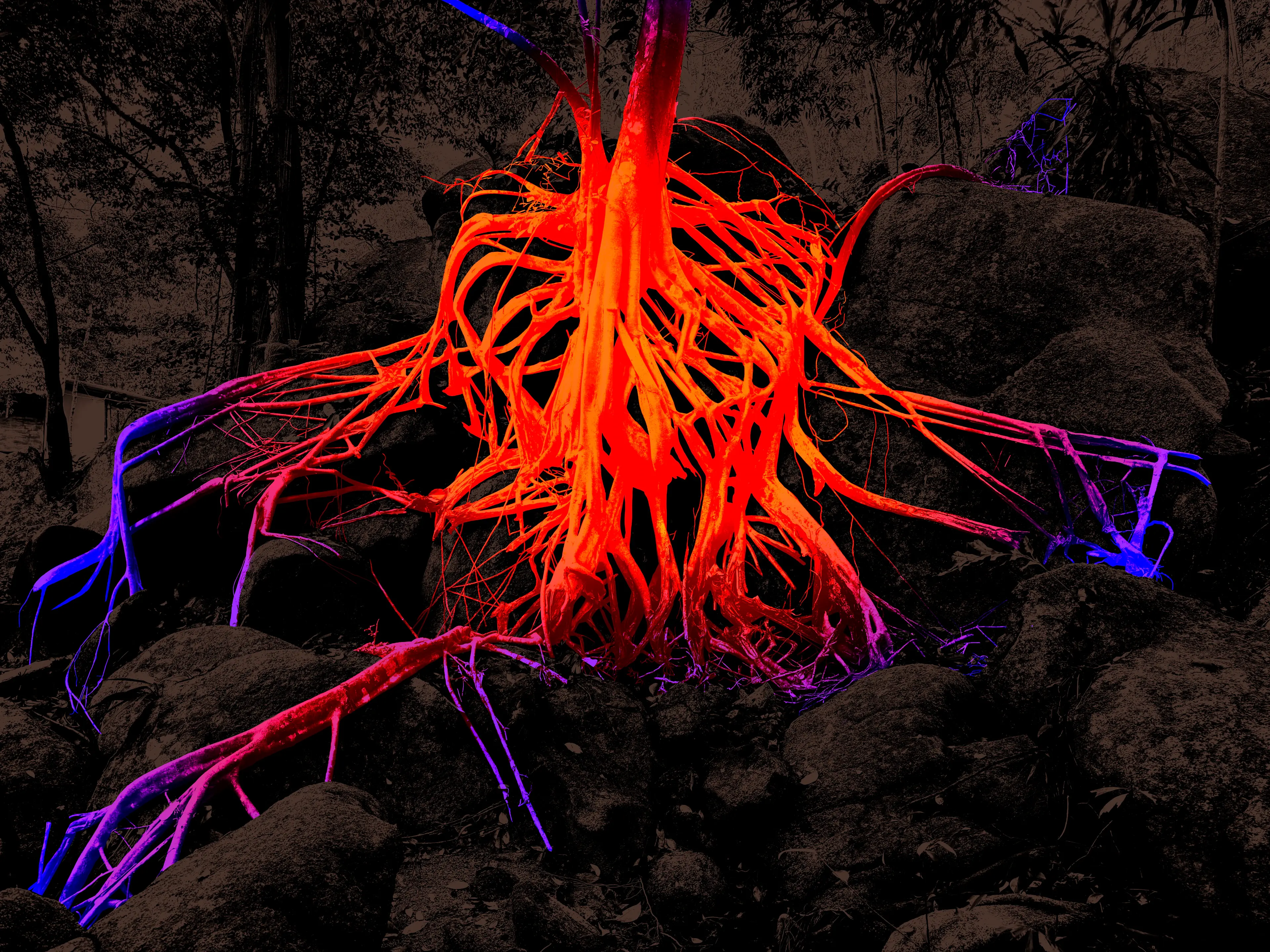 Glowing tree roots illuminated in red, orange and blue neon light on dark rocks