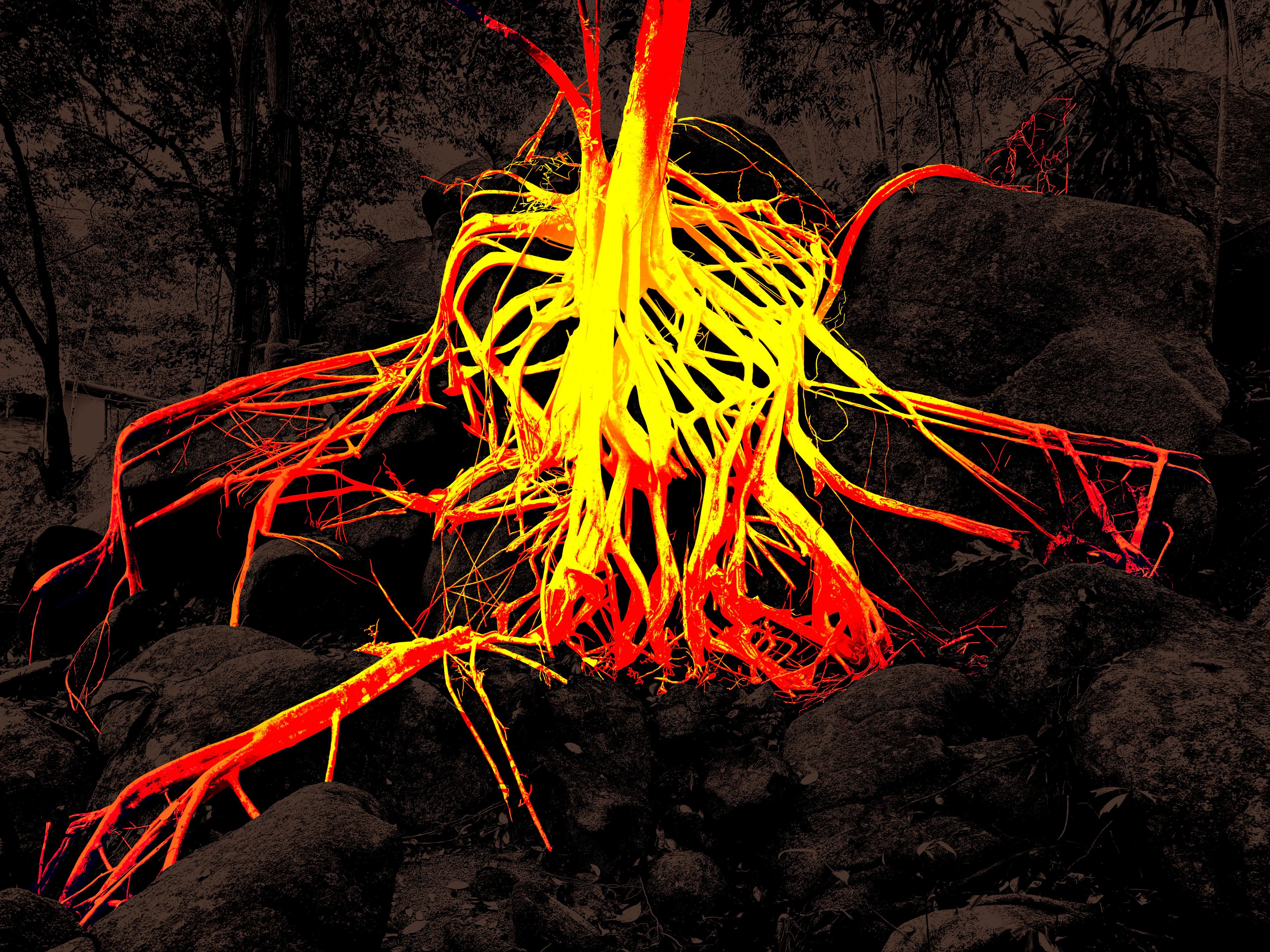 Glowing tree roots illuminated in warm yellow and orange tones on dark rocks