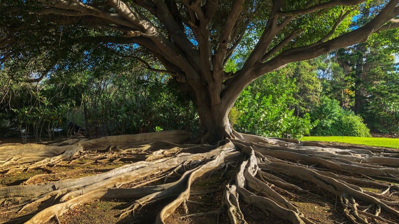 Big weeping tree with roots