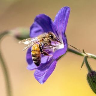 Bee in purple flower