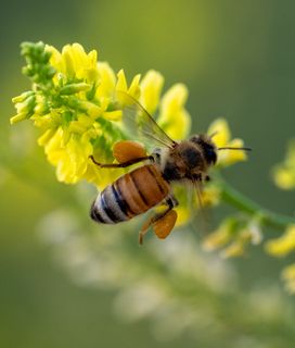 Bee from the back hanging on a yellow flower