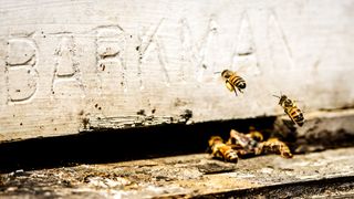 A couple of bees flying towards hive with the Barkman Honey company name written