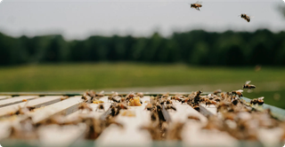 Bees - busy with producing honey