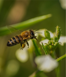 A bee flying towards a flower