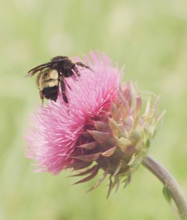 Bee pollinating reddish silvester flower