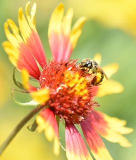 A bee covered in pollen is on a red and yellow blanket flower.