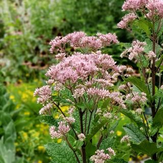 A close-up of a tall plant with clusters of pale pink flowers and large green leaves in a garden setting.