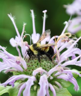 Bee pollinating pink flower