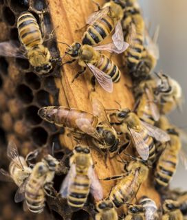 A close-up view of numerous honeybees on a honeycomb, with one larger, lighter-colored bee (likely the queen) in the center.
