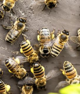 multiple bees close-up