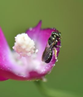 SMALL CARPENTER BEES
