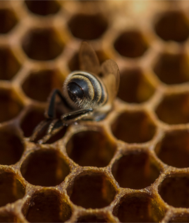 A honey bee digging deep inside of the hive