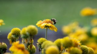 One bee in wild yellow flowers field