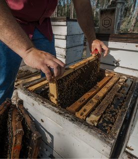 someone inspecting the hive