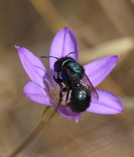 Mason bee in the middle of little purple wild flower