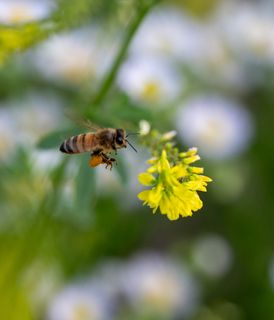Bee flying towards little yellow flowers