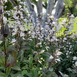A group of plants with white flowers and dark foliage in a garden.