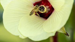 Bee pollinating beautiful yellow light flower