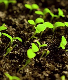 Close-up of young green seedlings sprouting from dark, moist soil, showing early stages of plant growth in a natural environment.