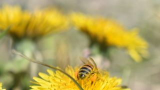 bee in wild yellow flower field