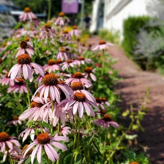 Pink coneflowers line a brick path.