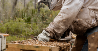 Beekeeper tending their bees