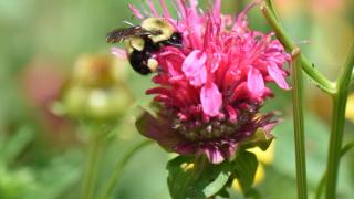 A black and yellow bumblebee is perched on a vibrant pink and purple spiky flower.
